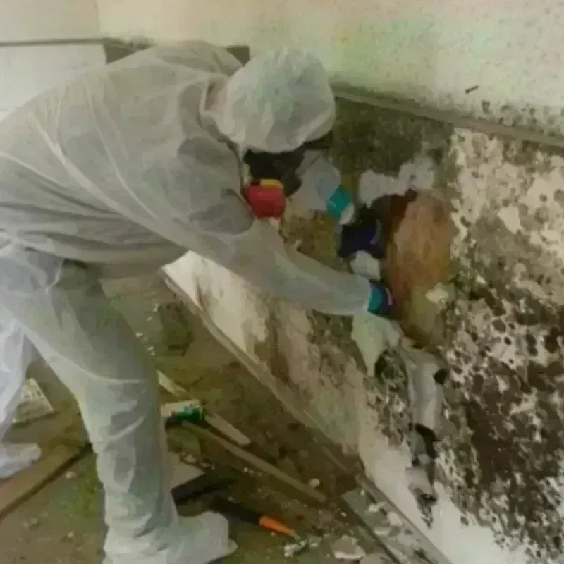 Mold Remediation and Removal in Fresno, CA